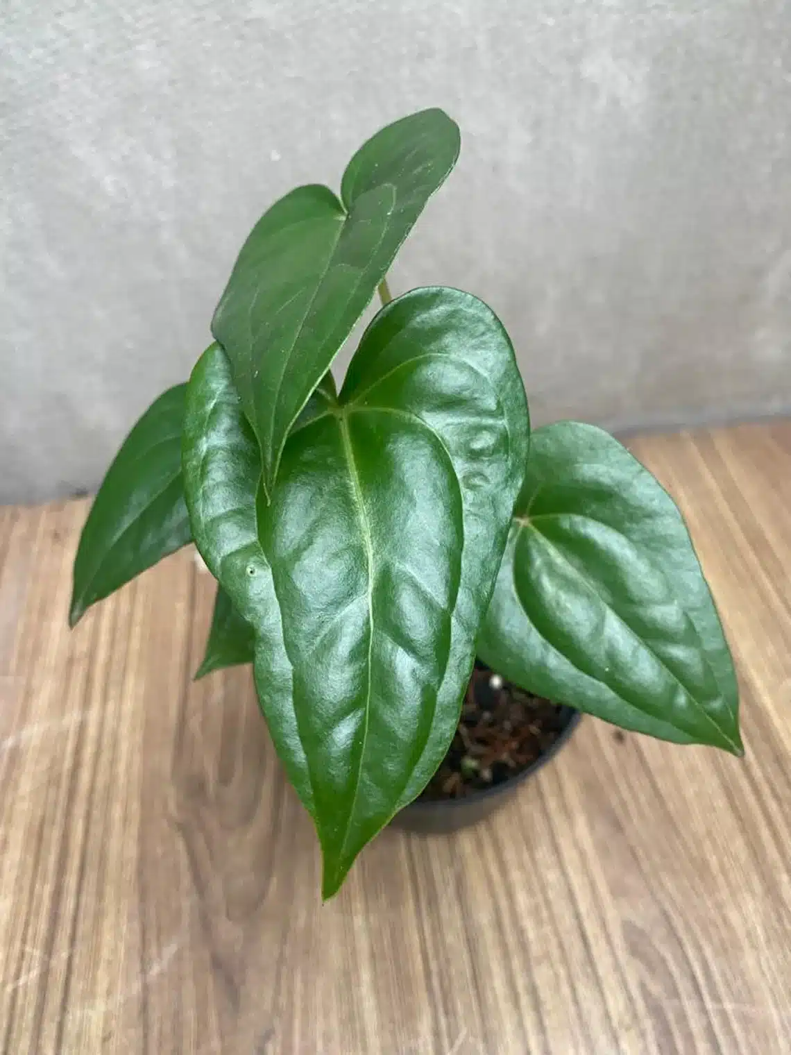 Anthurium plant in the pot