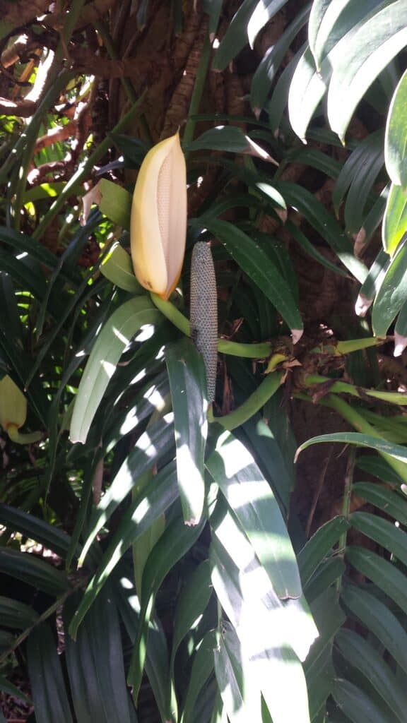 Rhaphidophora Pertusa Fruiting