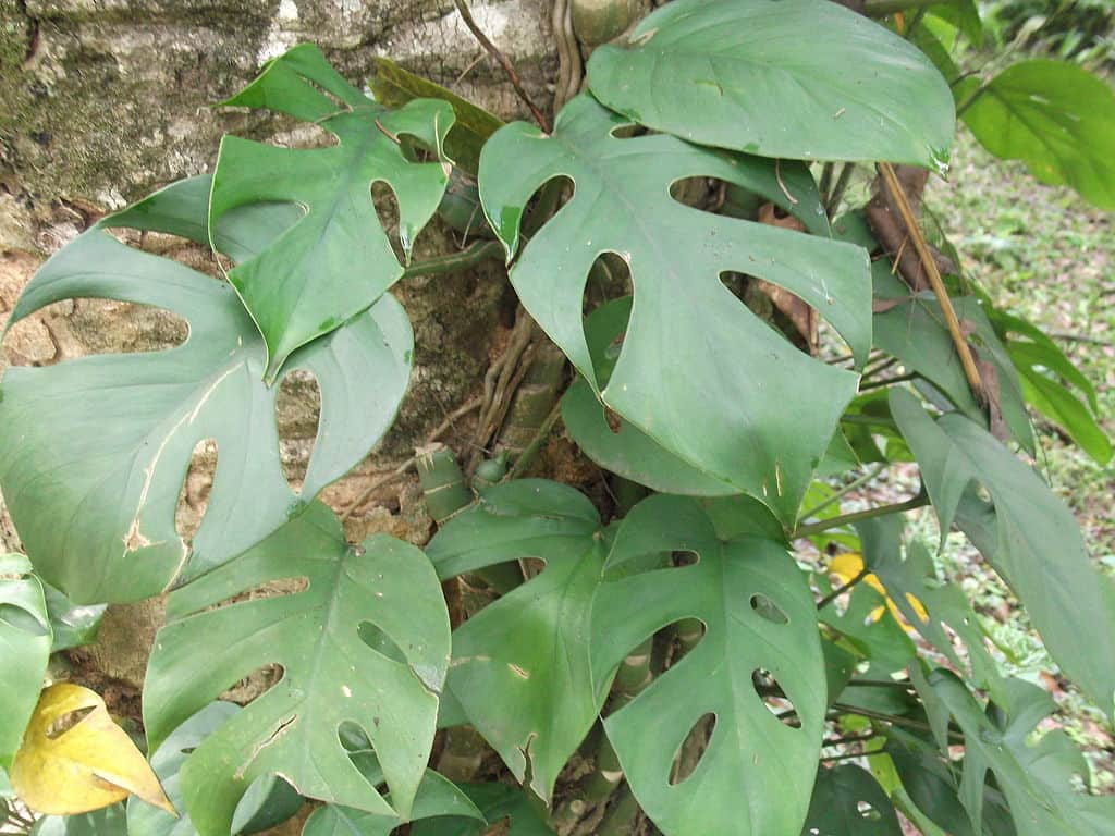 Outdoor grown Rhaphidophora Pertusa