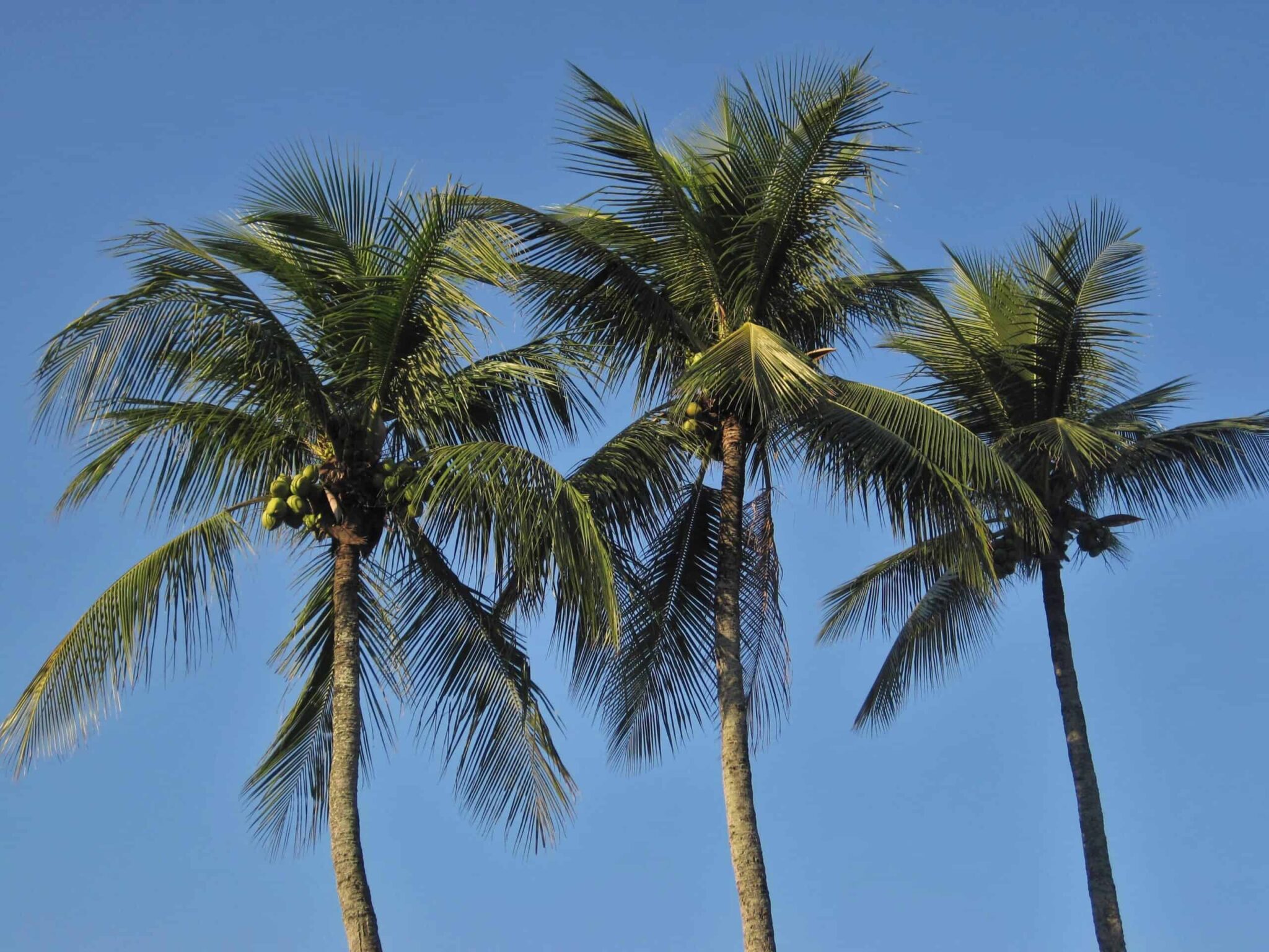 Coconut Palm Description