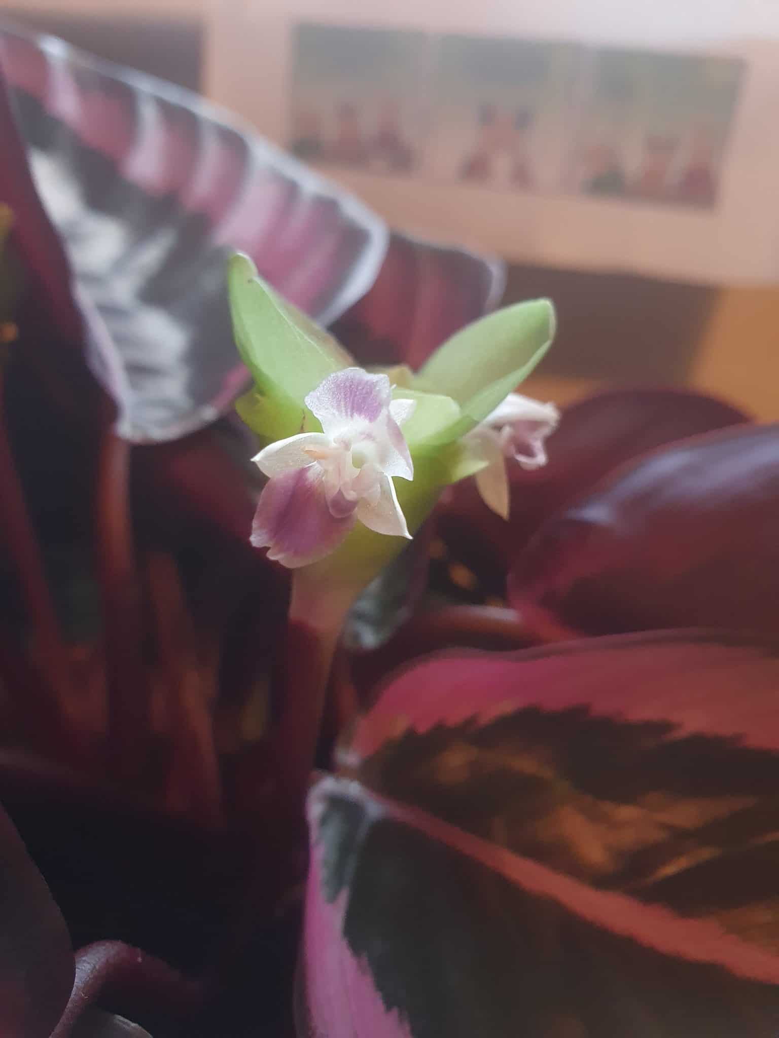 sprouted calathea flower