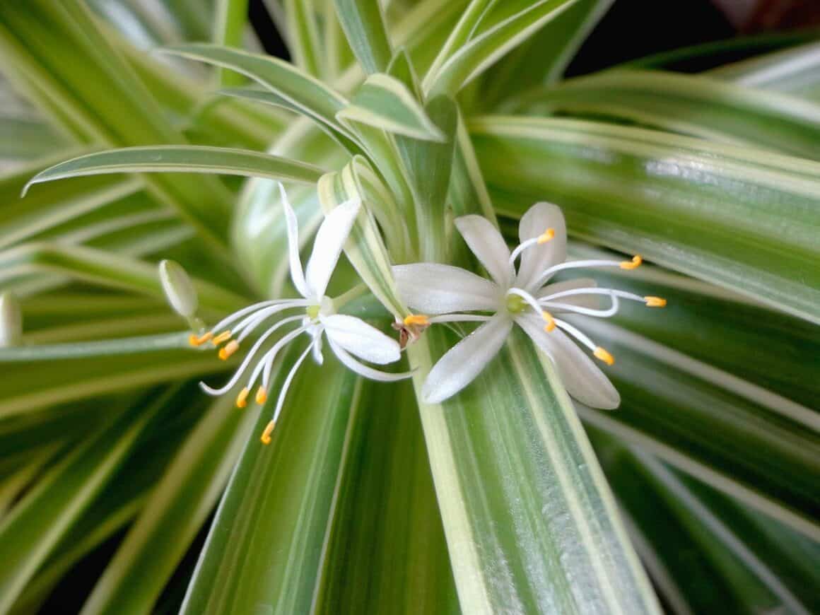 Spider Plants Flower Everything You Need To Know Plants Craze