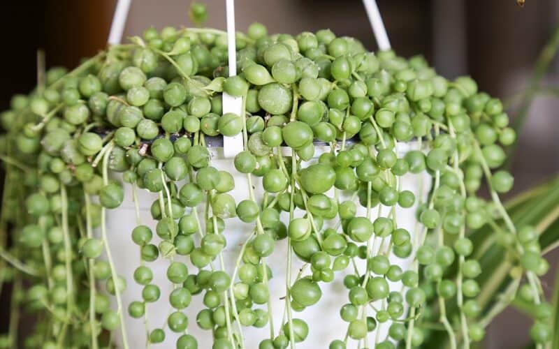 String of pearls in hanging pot