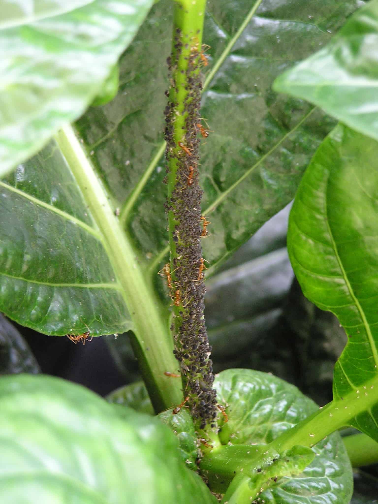 Brown citrus aphids