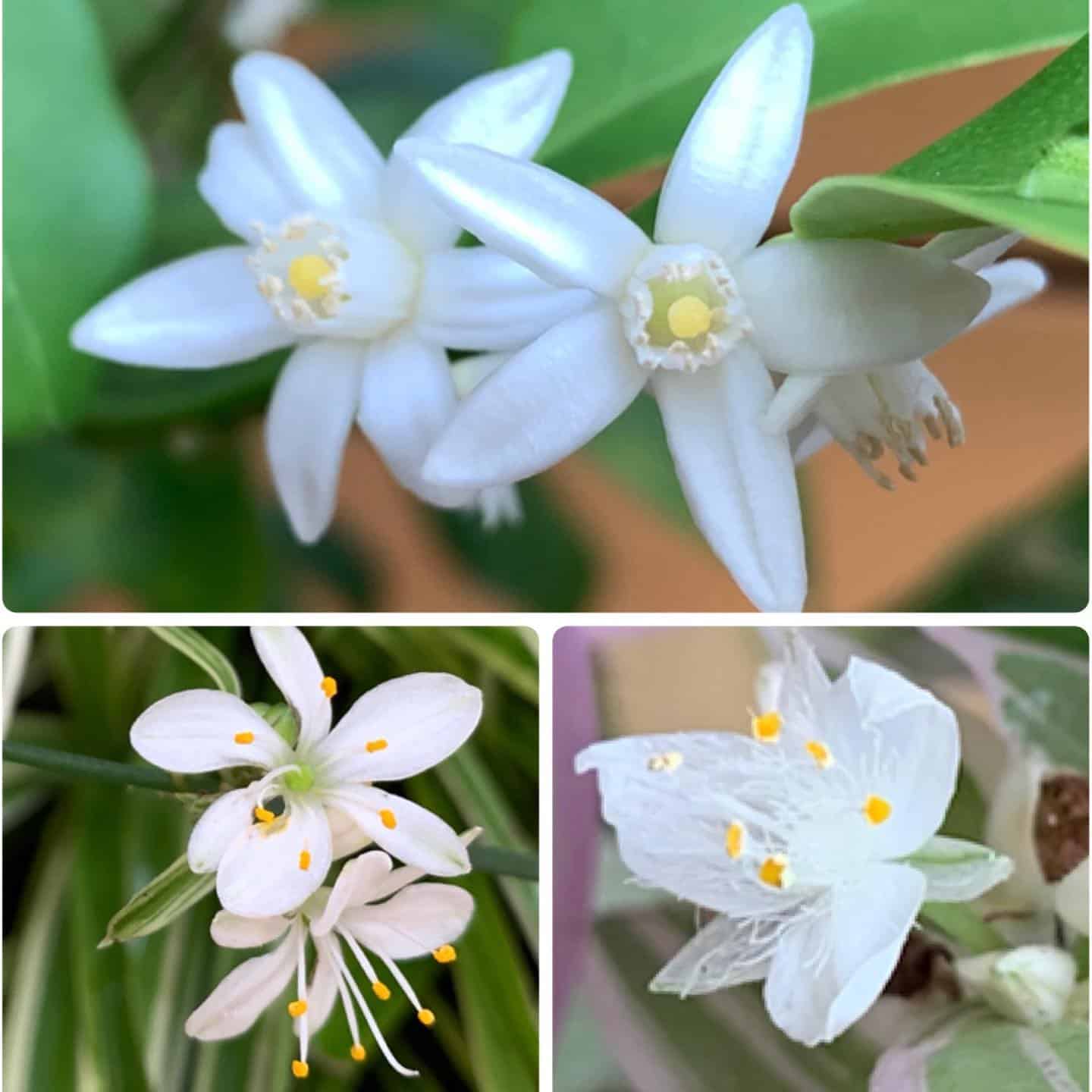 white star shaped spider blooms