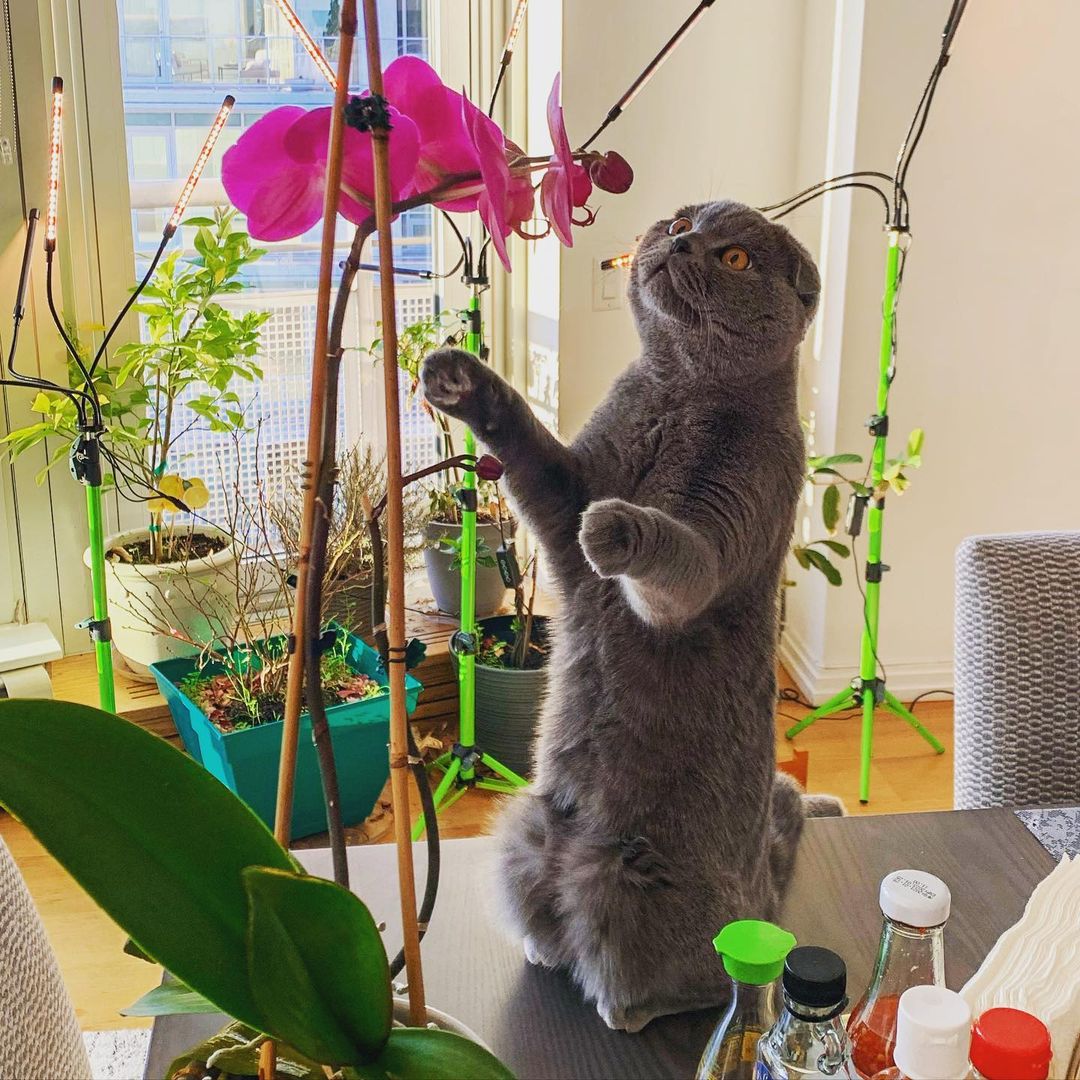 Cat trying to catch flower