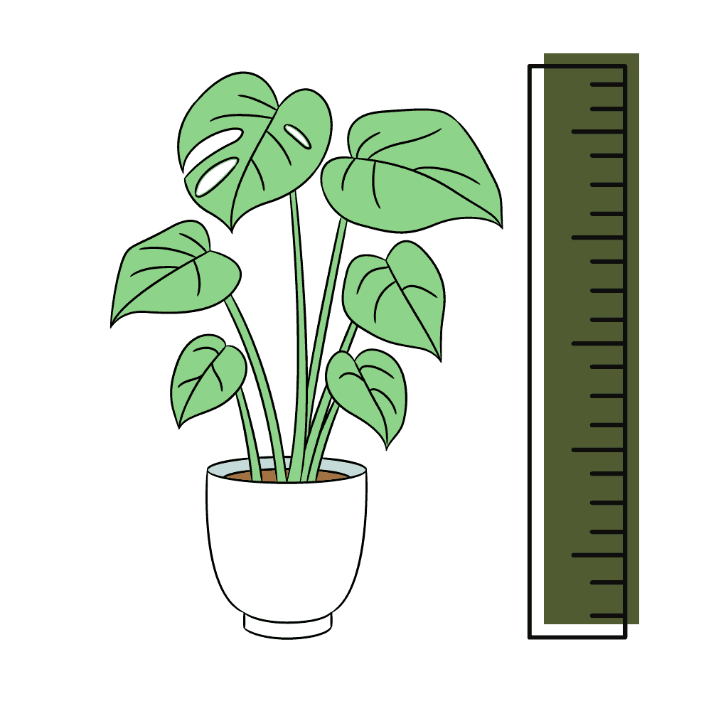 Plant growth measurement