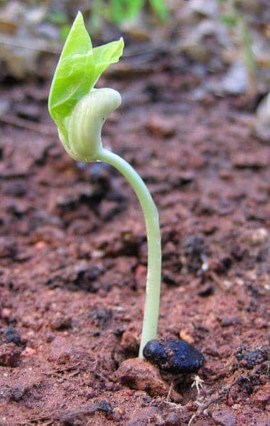 Newly plant in seed germination process