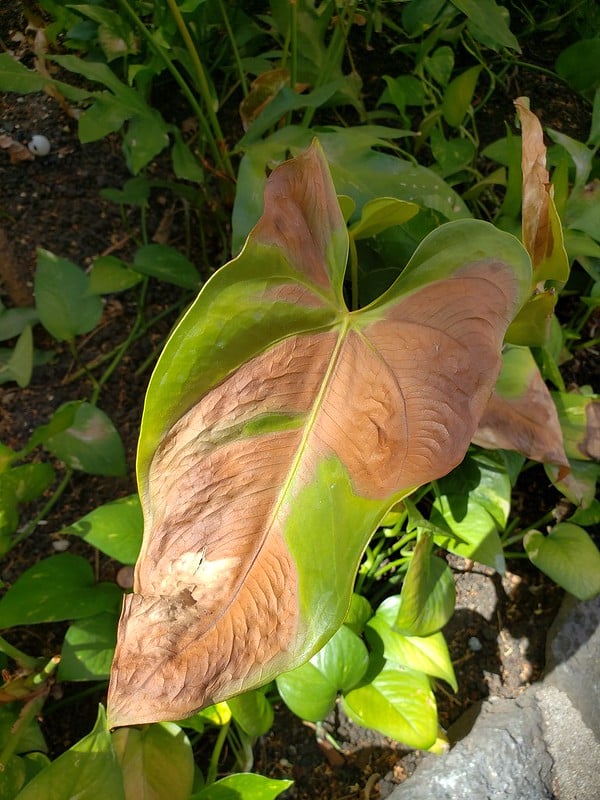 Sun scald of leaf of Philodendron 