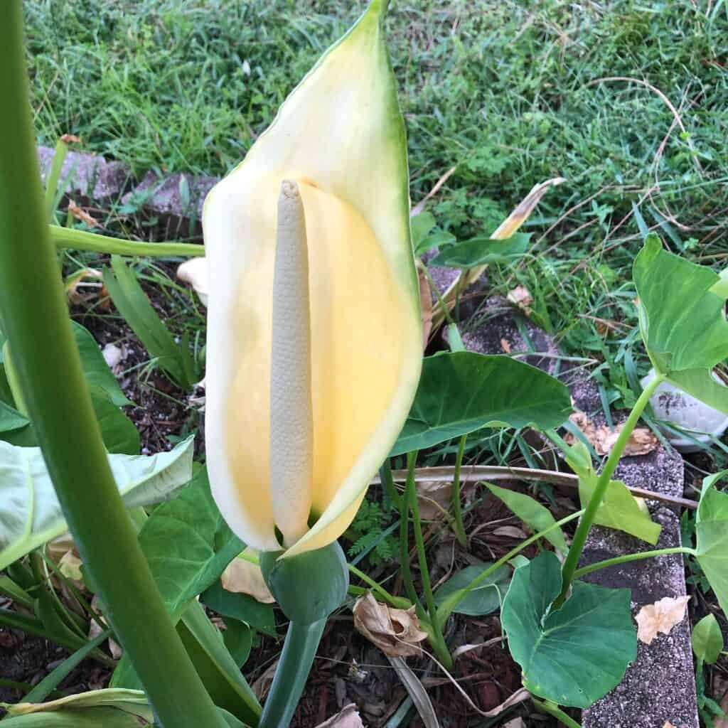 Does Elephant Ear Flower Often? [Reblooming Tricks] - Plants Craze