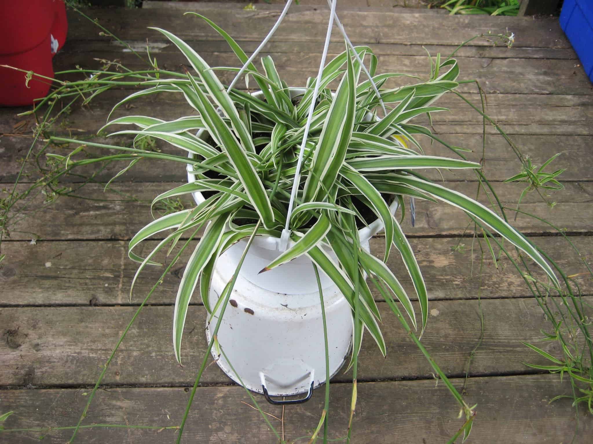 How to Propagate Spider Plants? Explained!