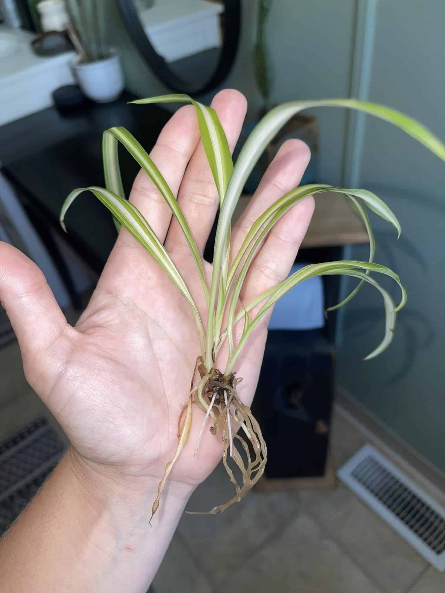 Image represents aerial roots in Spider Plant offset