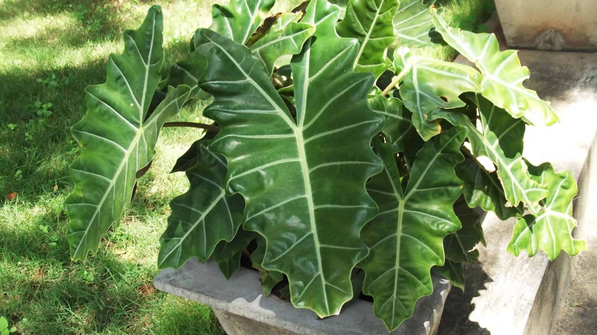 Alocasia light Requirements All Queries Solved! Plants Craze