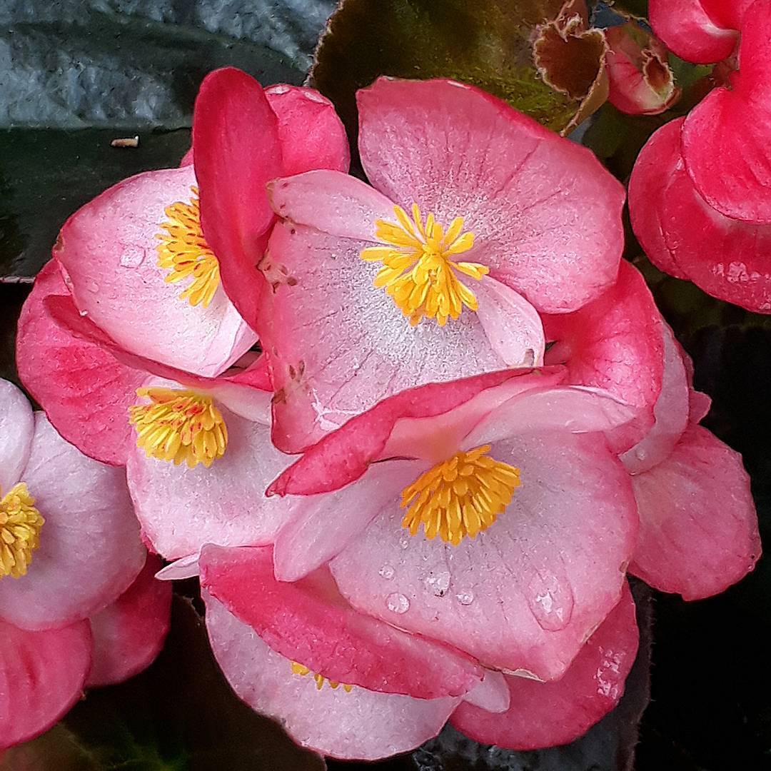 Begonia Flower Meaning & Blooming Guide