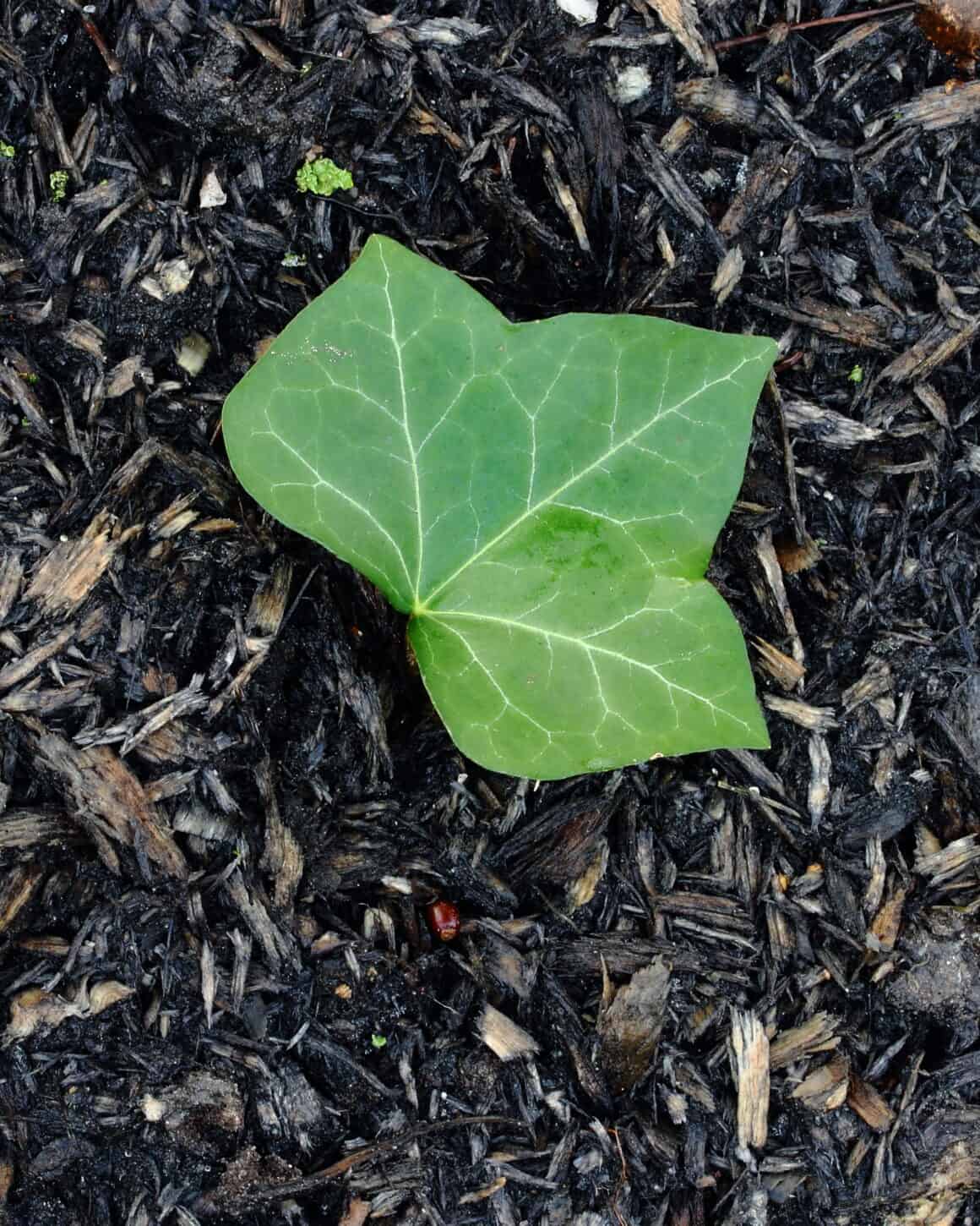 Best Soil and Fertilizer for English Ivy - Plants Craze