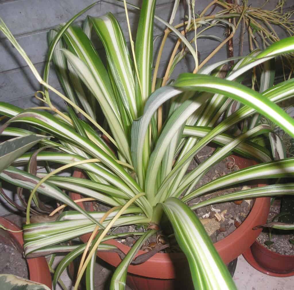 How to Propagate Spider Plants? Explained! - Plants Craze