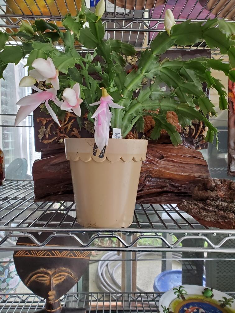 Christmas Cactus light Requirement A Complete Guide Plants Craze