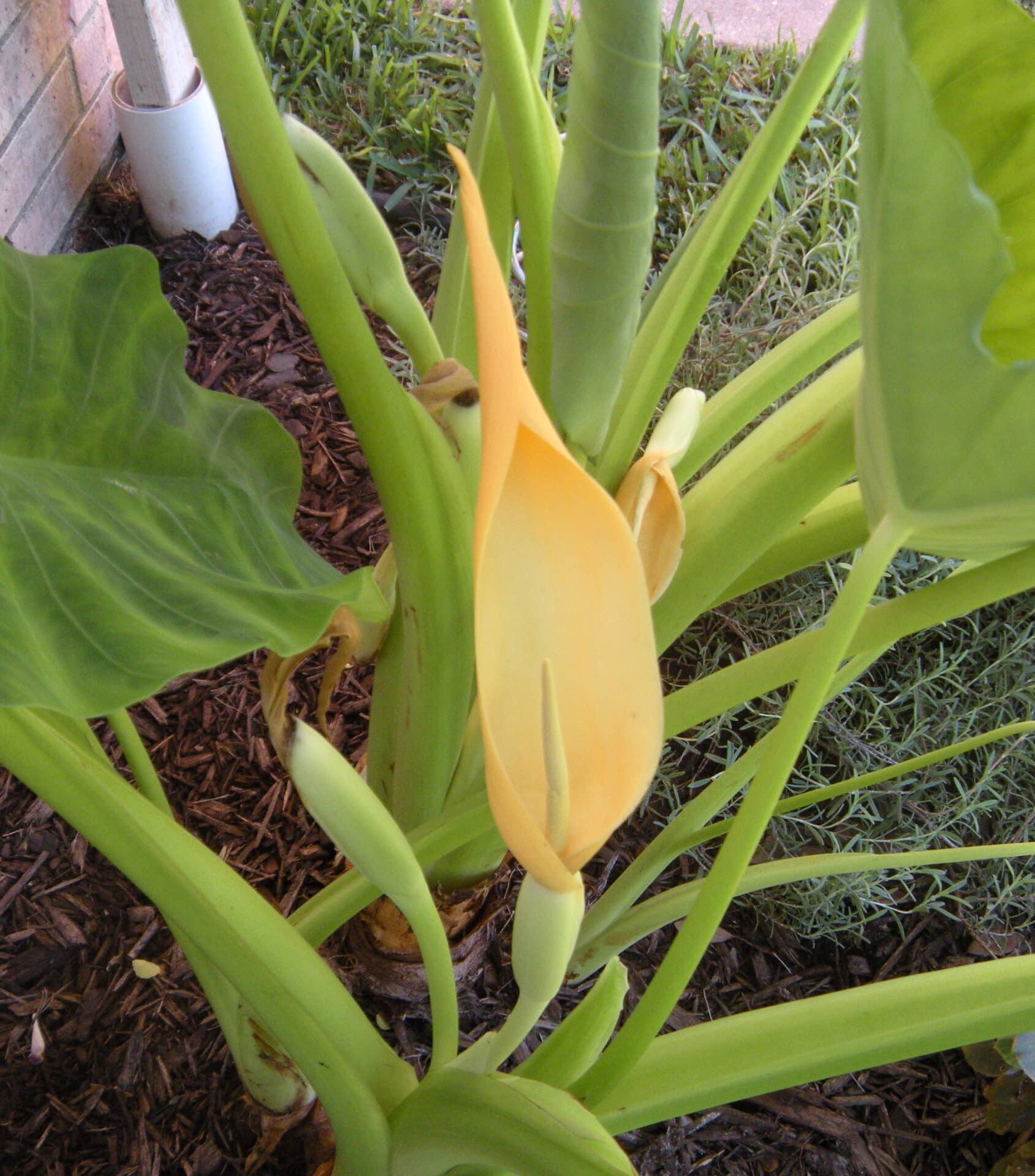 Elephant Ear Flower All Questions Answered Plants Craze 0885