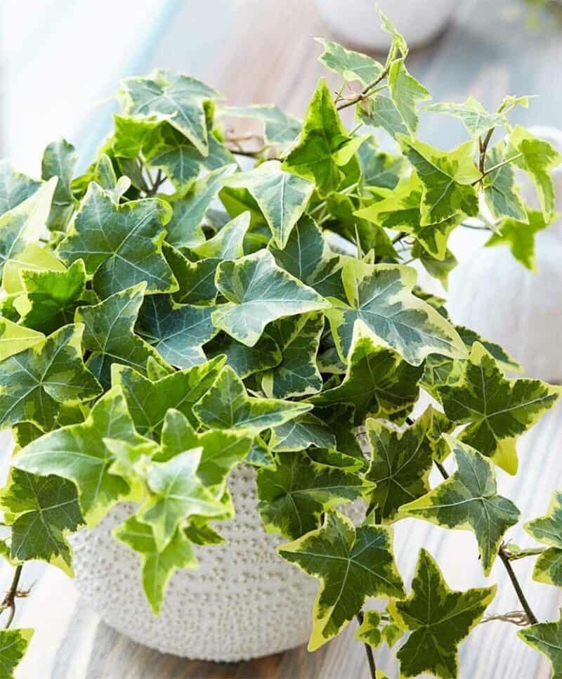 Best Soil and Fertilizer for English Ivy Plants Craze