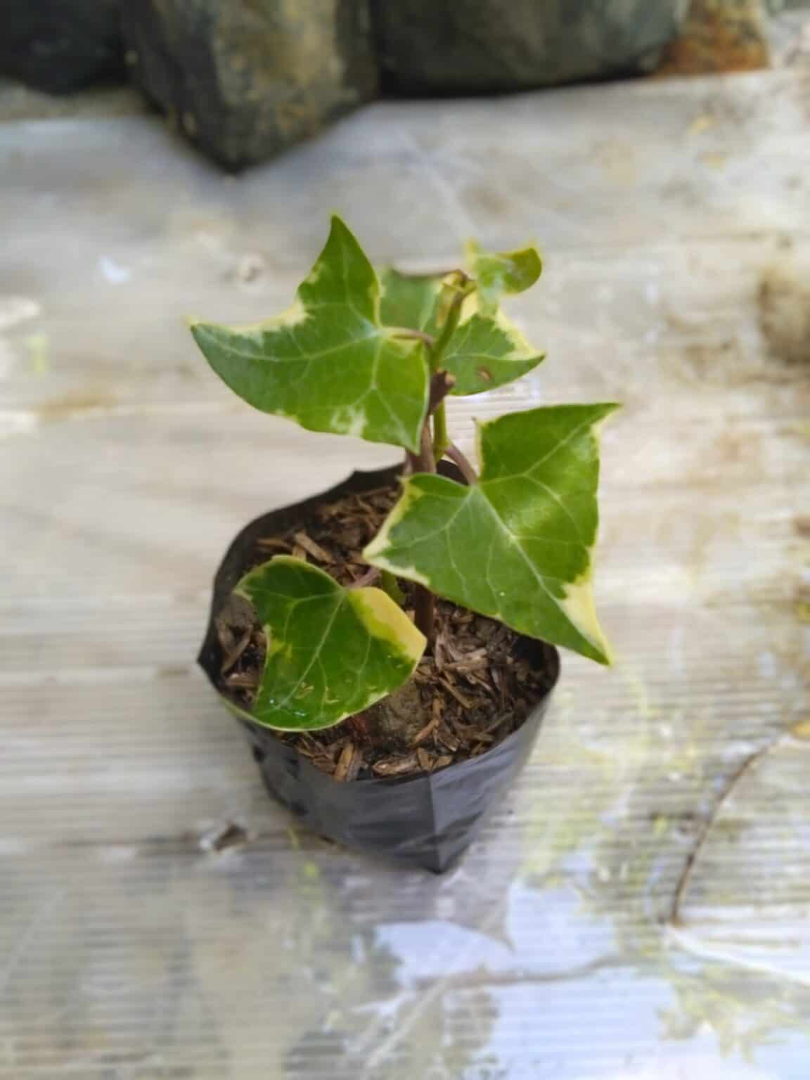 English Ivy Seeds [Best Buying & Grow Guide] Plants Craze