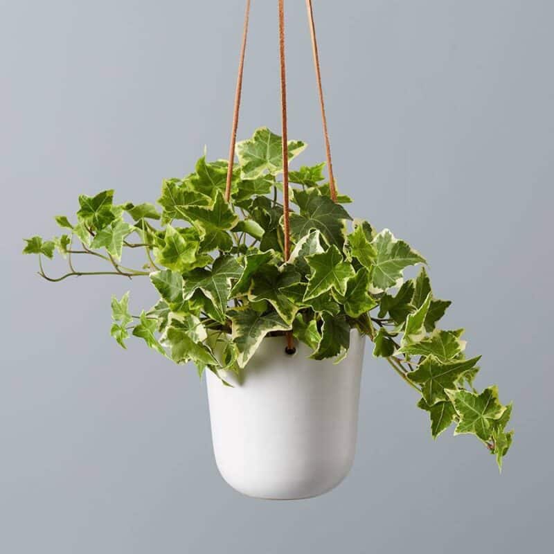English Ivy Seeds Complete Buying & Grow Guide Plants Craze