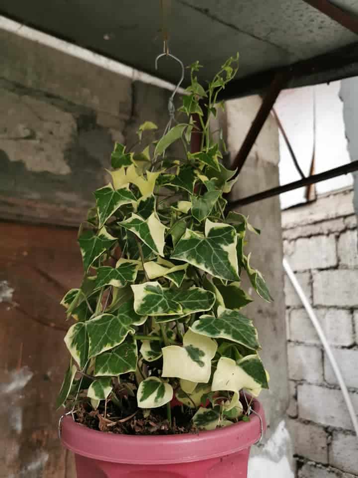 Growing English Ivy Soil and Fertilizer Tips Plants Craze