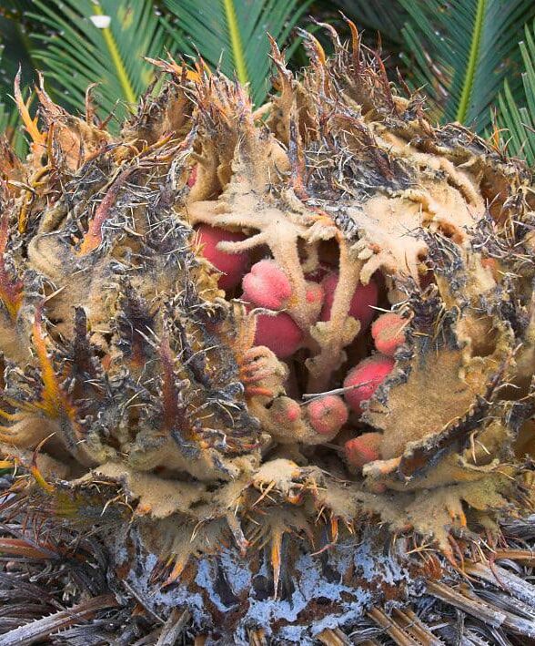 Image represents the mature Female Sago Palm flower