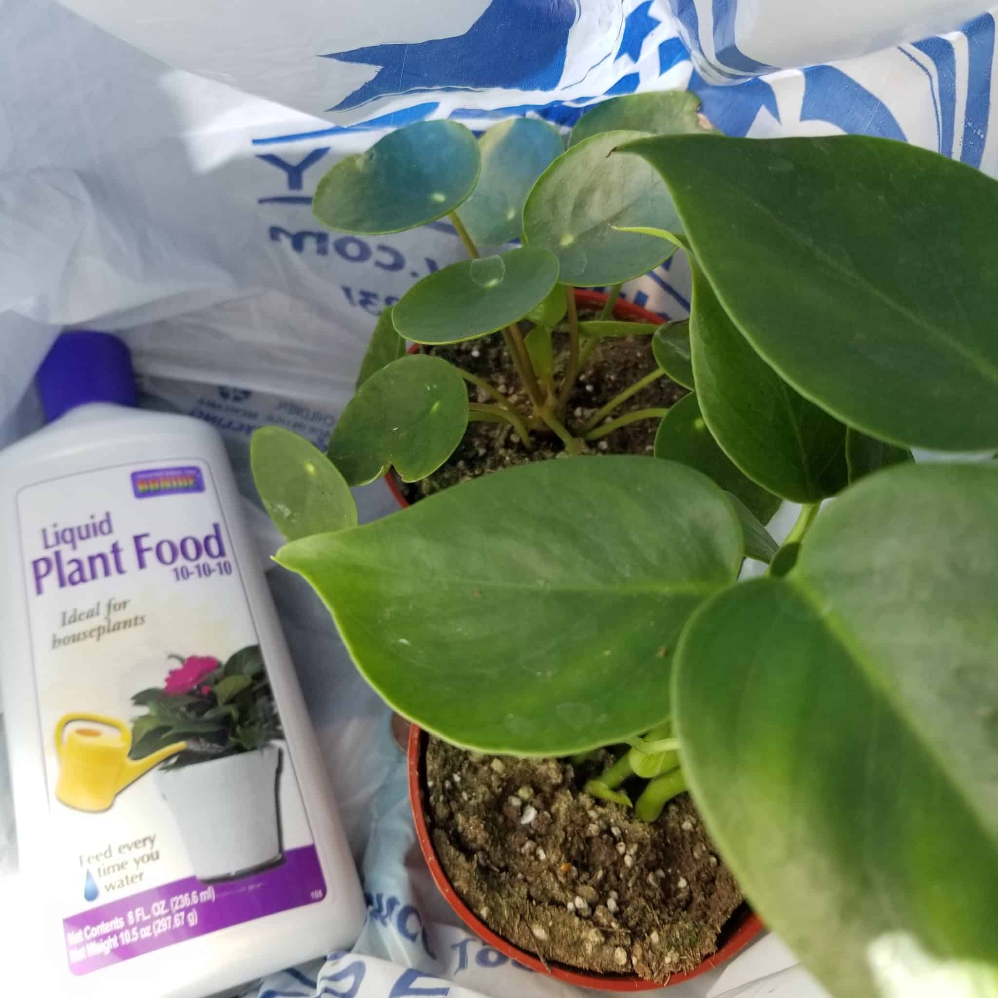 A plastic bag containing a pilea plant and monstera along side a liquid fertilizer.