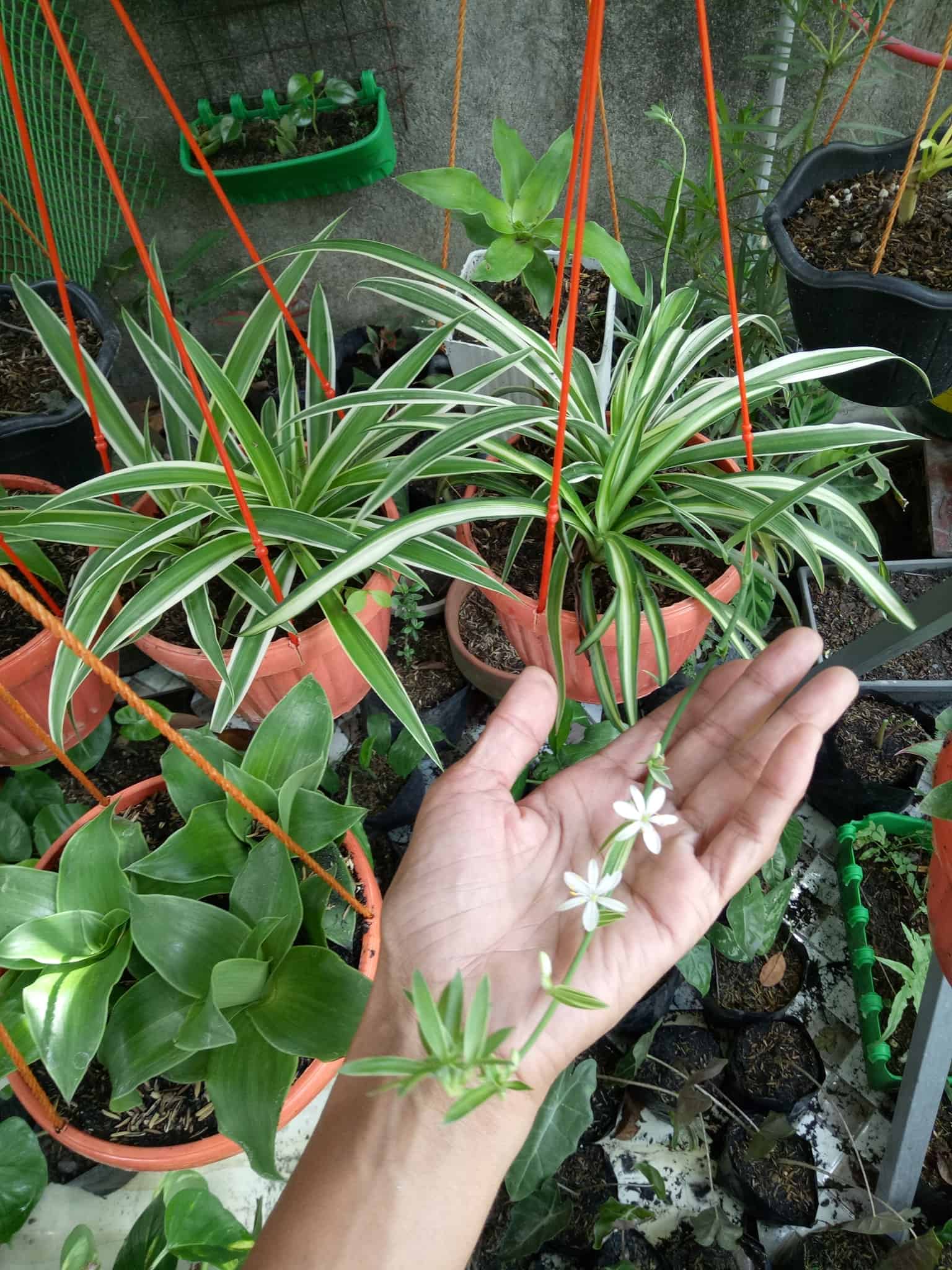 Image represents a flowering Spider Plant