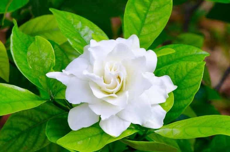 Gardenia Seeds: Complete Buying & Grow Guide - Plants Craze