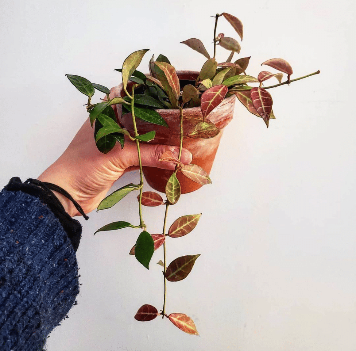 Hoya Rebecca: Ultimate Grow & Care Guide - Plants Craze