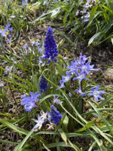 Hyacinth flowering plant