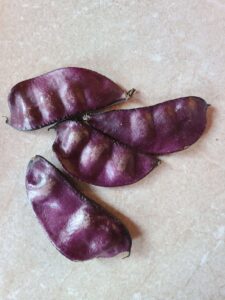 Hyacinth beans 