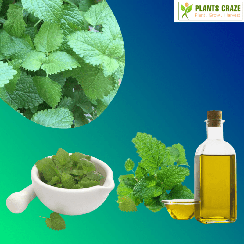 10+ Lemon Balm Benefits (and Side Effects) - Plants Craze