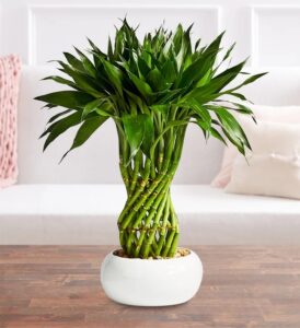 Top 8 Benefits of Lucky Bamboo Plant - Plants Craze