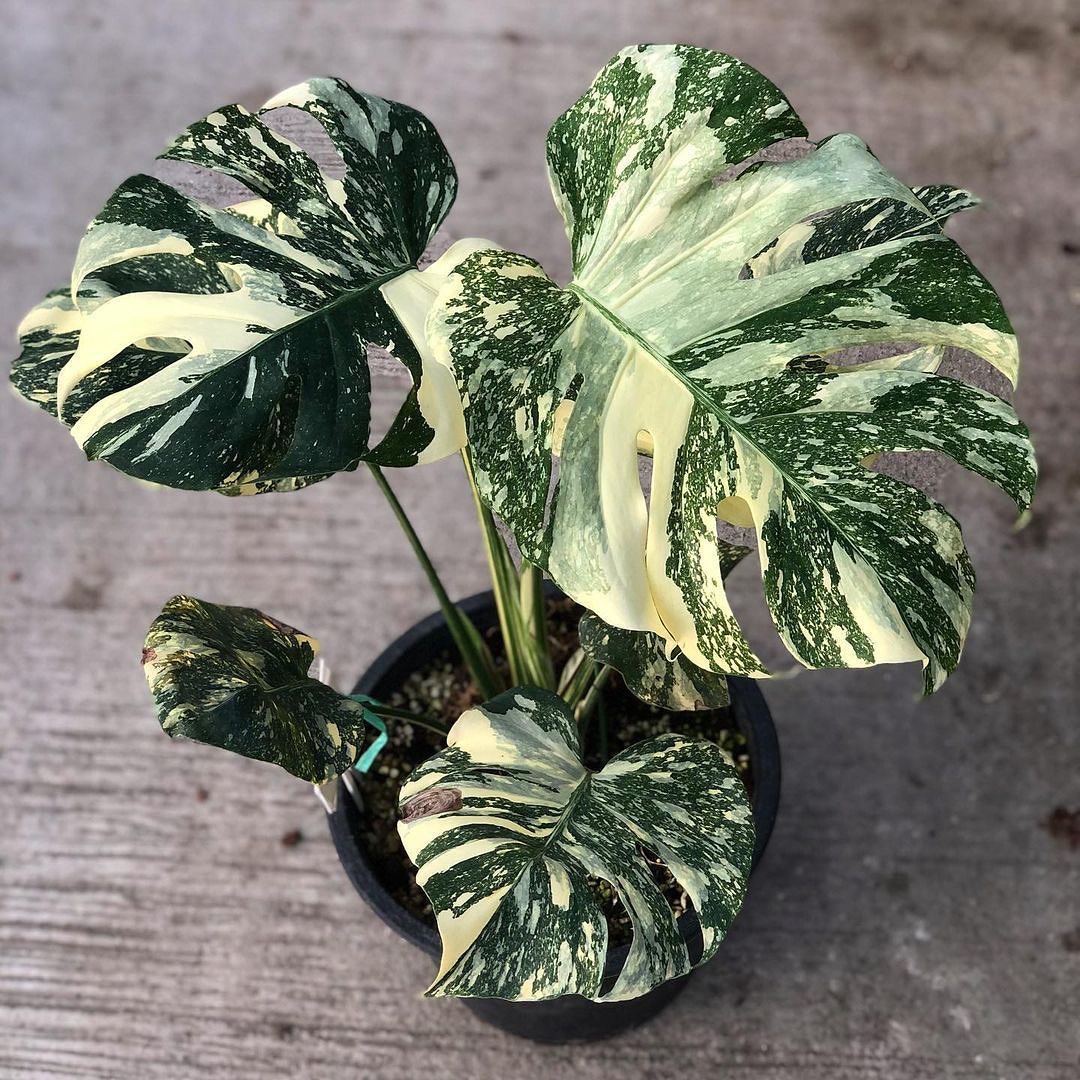 Monstera deliciosa 'Thai Constellation' 4 – Sprout Home