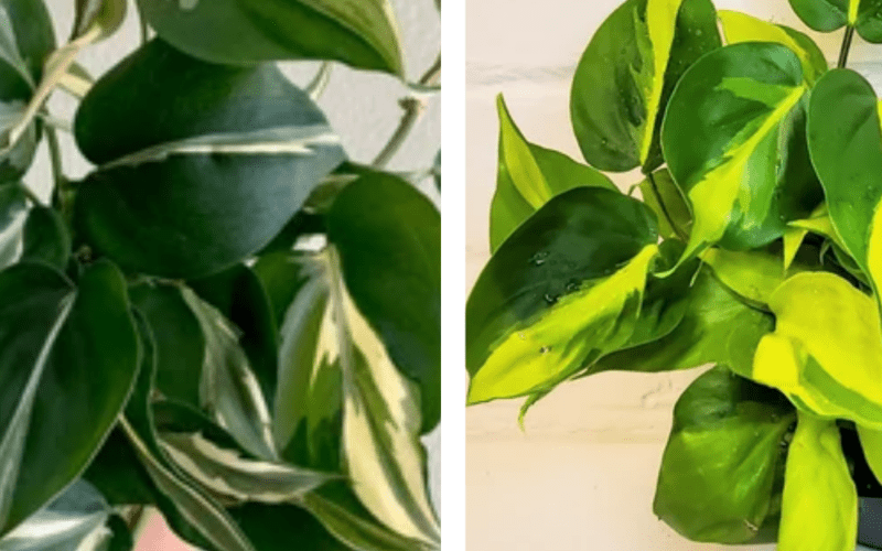 Philodendron Rio and Brasil