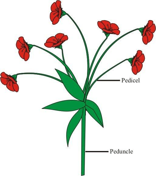 Pedicel and Peduncle