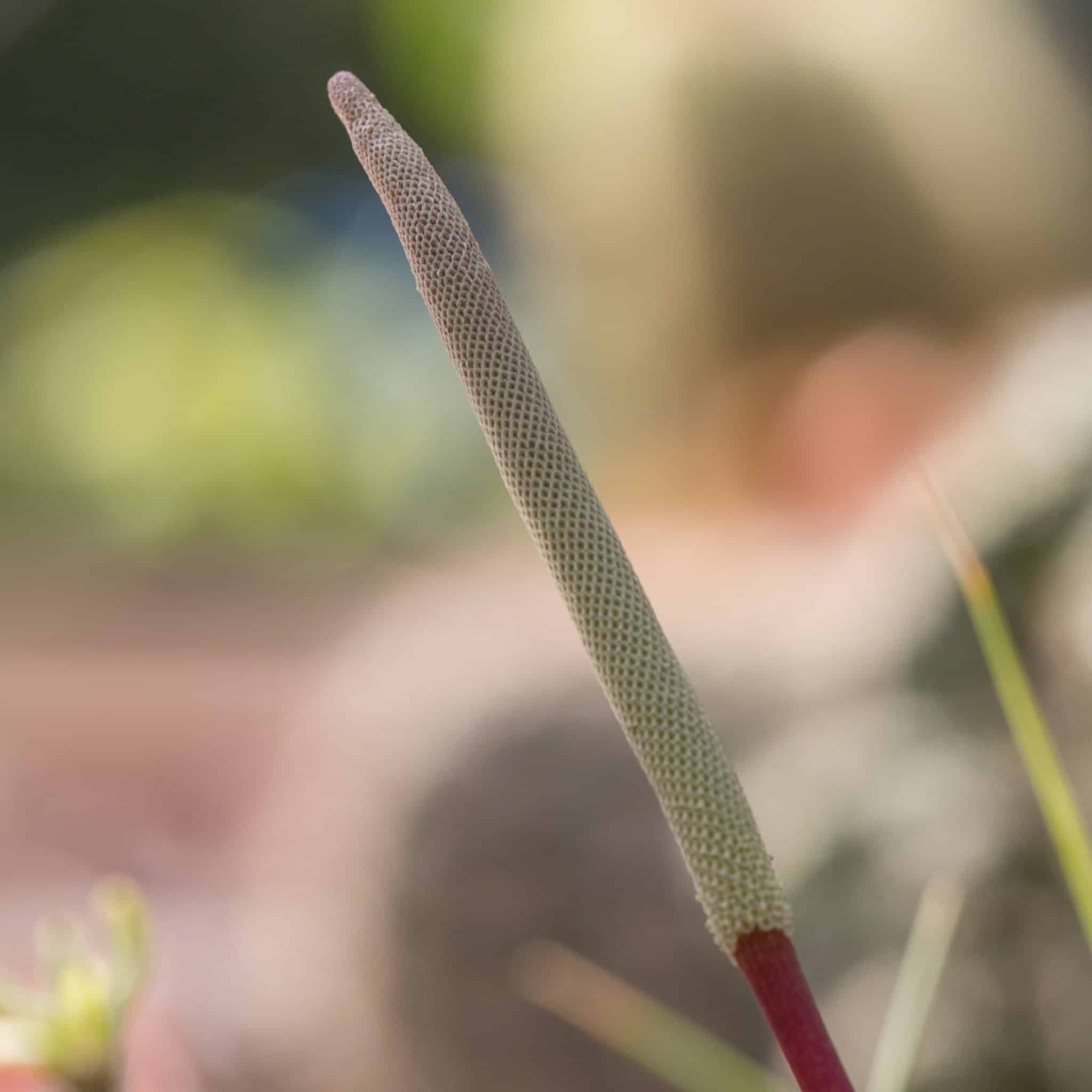 Long, ugly-looking peperomia spadix