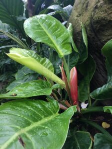 Reddish Philodendron blooming