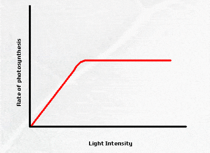 Photosynthesis Graph