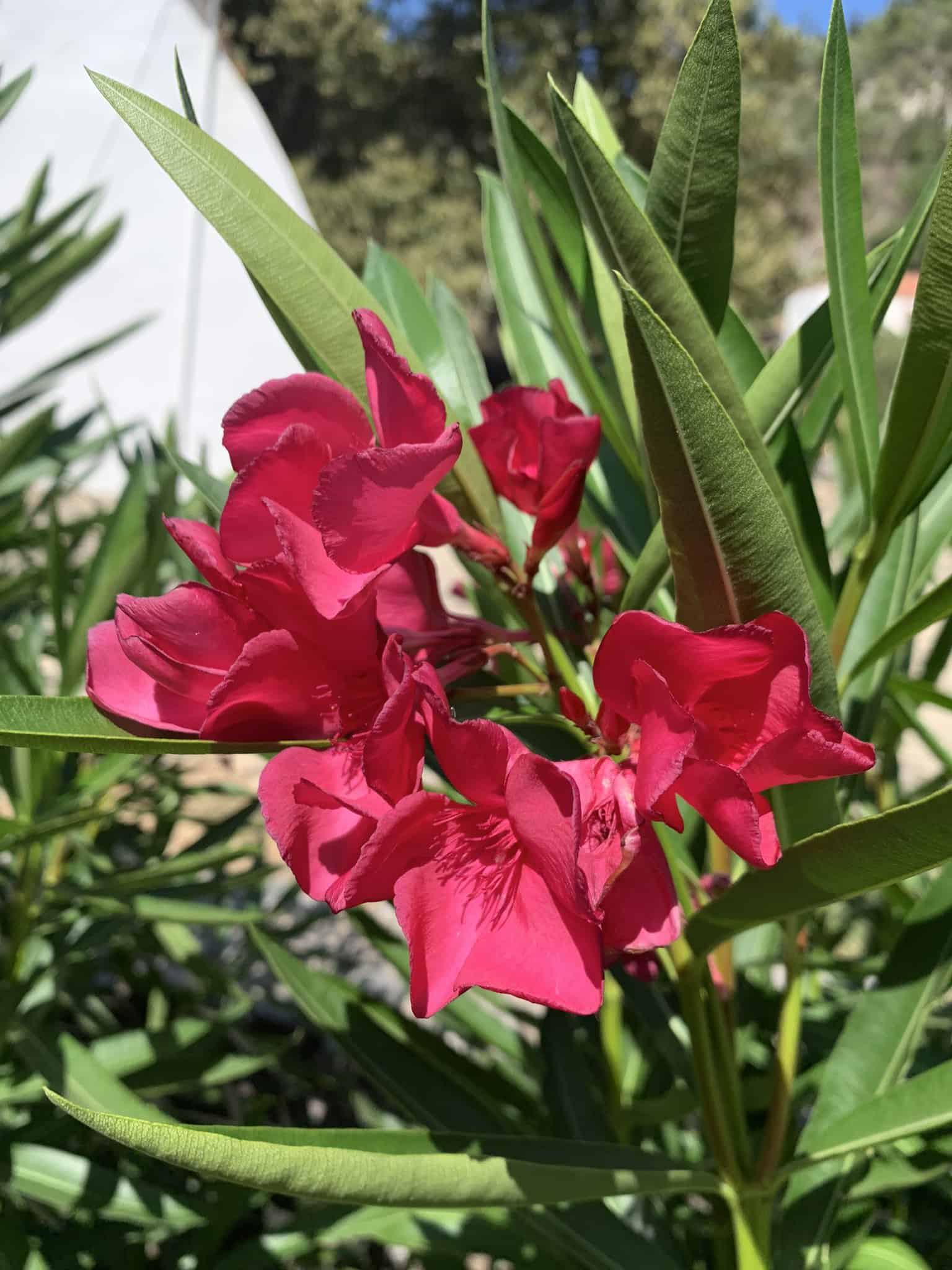 Clusters of pink oleander with its leaf. 