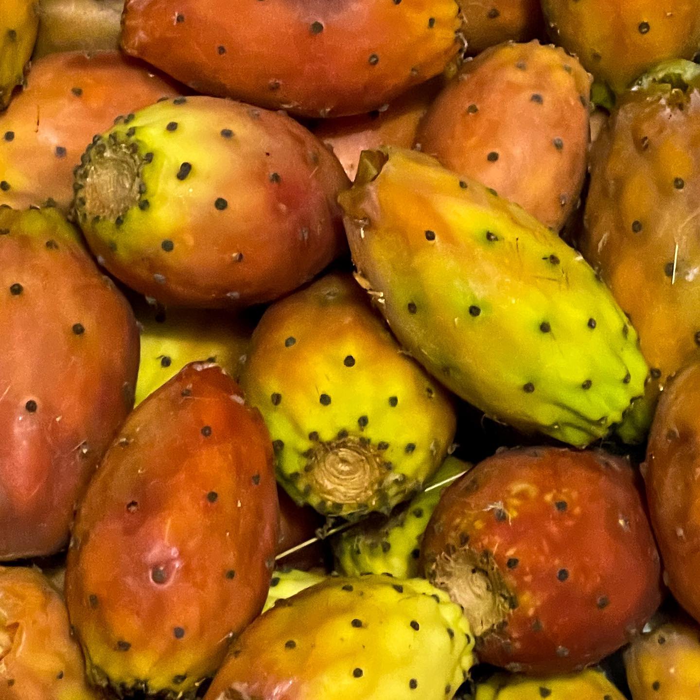 Prickly Pear fruits