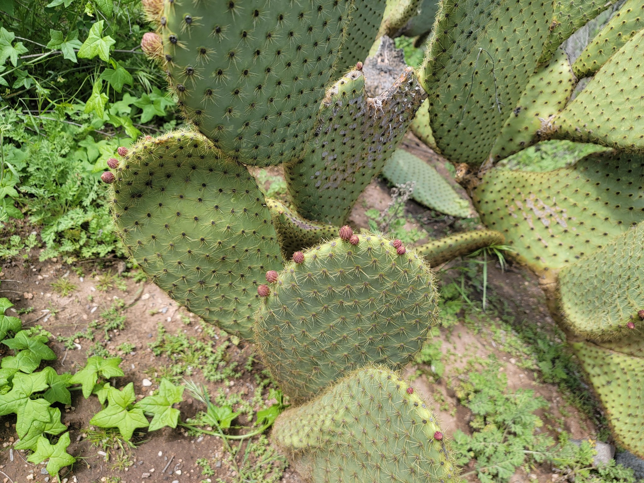 10+ Prickly Pear Benefits with Side Effects