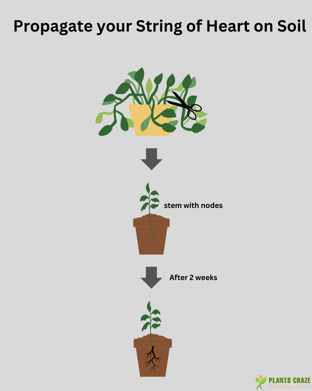 Steps of soil propagation 