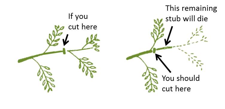 Pruning Basics for Shrubs