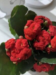 Red Kalanchoe flowers on a wooden background