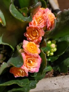 kalanchoe