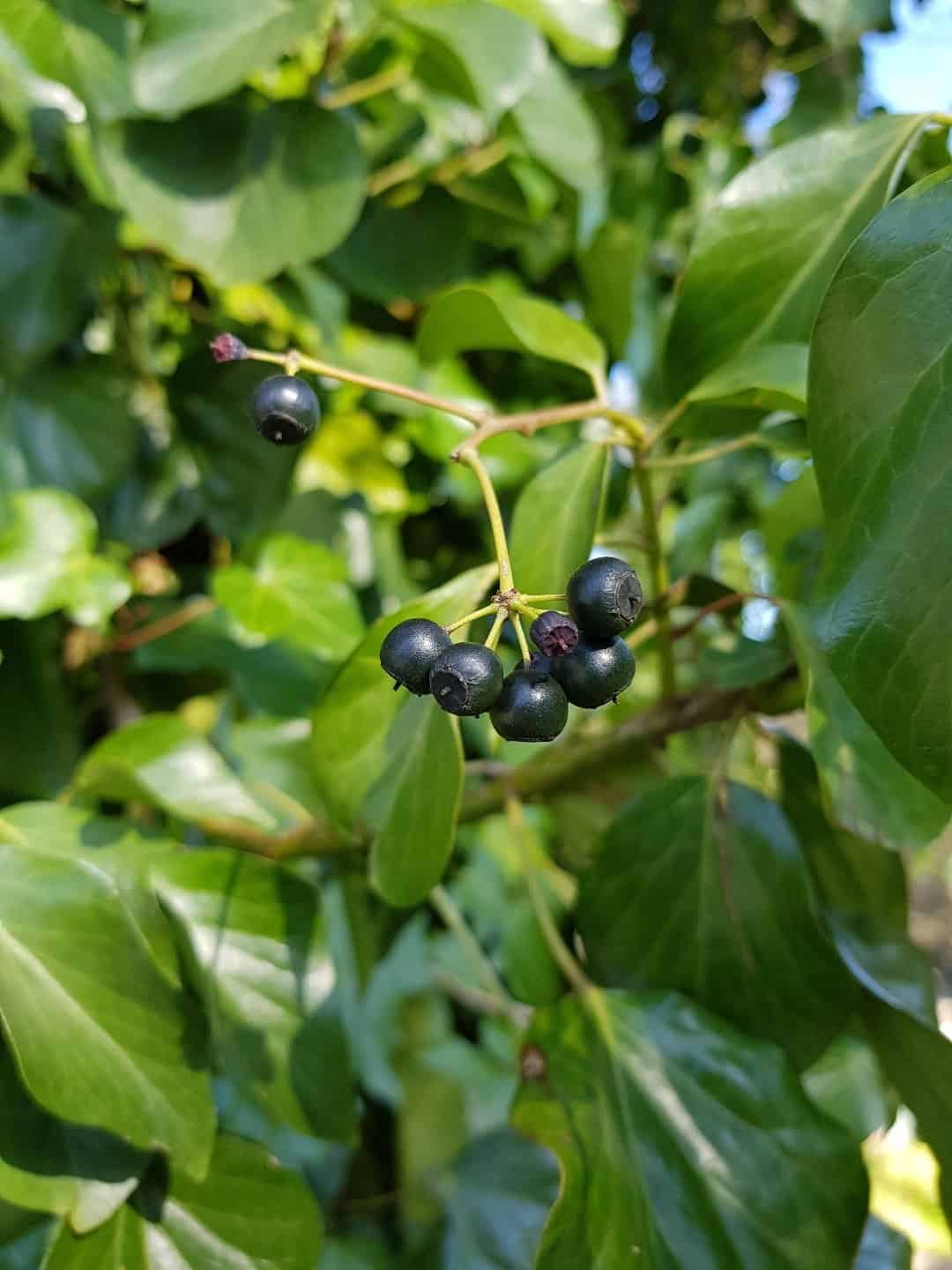 Image represents ripe berries of English Ivy