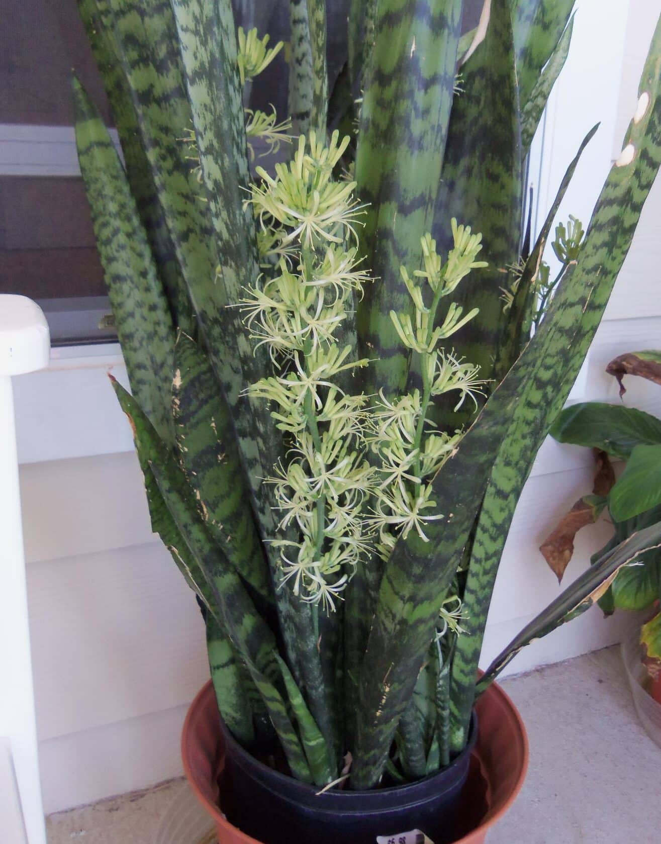 Snake Plant Flower [How & When Does It Bloom?] Plants Craze
